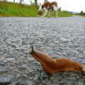 Photos pour un paysan heureux....