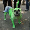 La "Halloween Dog Parade"