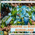 Bouillie Bordelaise ou Souffre  radio jardins d'ici par Paysagiste Pays Basque et Paysagiste Landes.