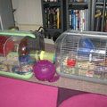 Cage pour hamster 
