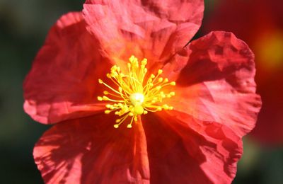 Helianthème (Helianthemum)