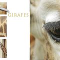 les girafes