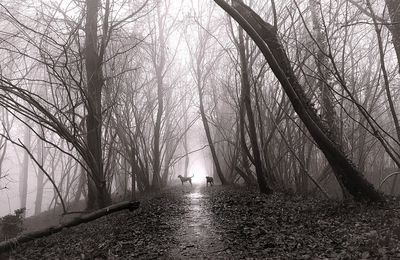 Seul dans la brume tu promèneras, quand à l'appel tu reviendras