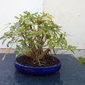 Grand Schefflera