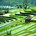 Journée dans les rizières en terrasse - Bali