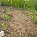 éclaircissement des petits pois, plantation de la poire de terre et repiquage des livêches.