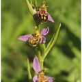 Ophrys abeille : Ophrys apifera