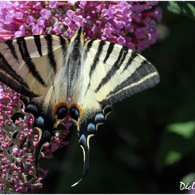 L'arbre à papillons joue son rôle 