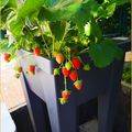 Dimanche fleuri et gourmand au jardin