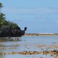 Tikehau #2 : promenade à vélo dur le motu principal