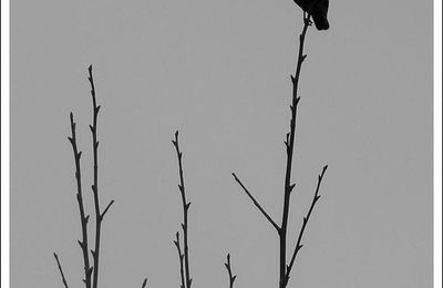 En noir et blanc