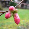 La nature s'éveille en février