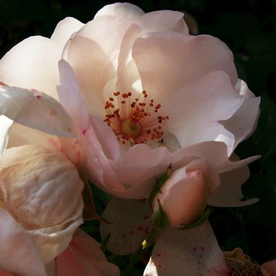 info importante ... un nouveau blog pour la communauté........