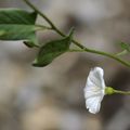 Convolvulus arvensis