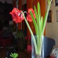 AMARYLLIS