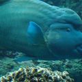 L AQUARIUM DE NOUMEA