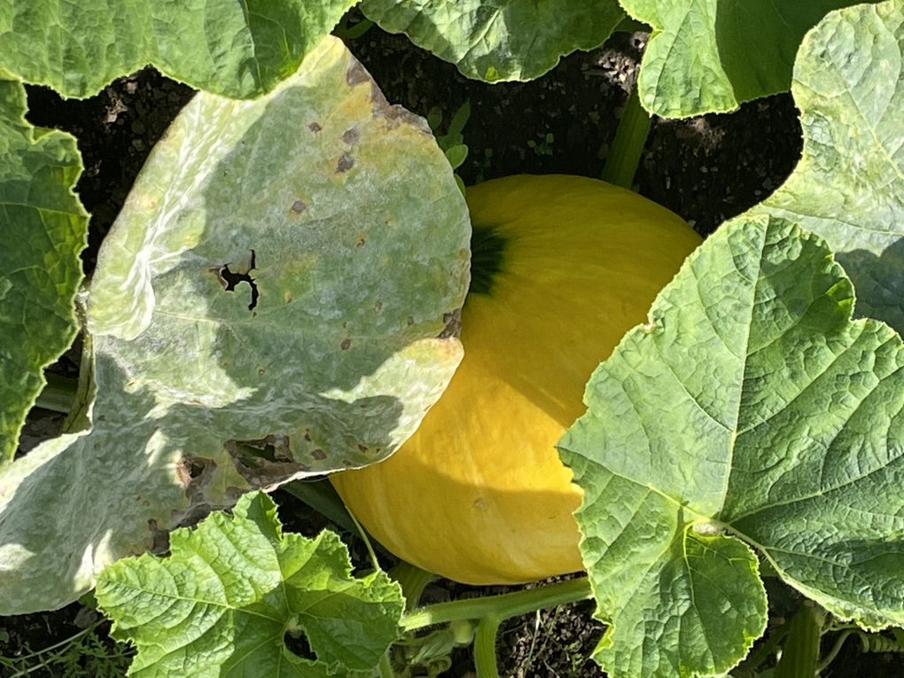 Mercredi 24 sept 2025 le jardin de ma copine Margot  (20 sept 2025 sous un soleil radieux, j'adore y descendre, c'est sa passion son bout de jardin  , mon diapo pour toi , plaisir en partage ) 