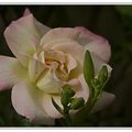 Première Rose parfumée