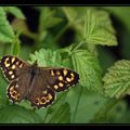 Papillon brun Pararge aegeria - Tircis 