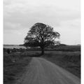 L'arbre rond (noir et blanc)