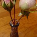 Roses Pierre de Ronsard de Noël de mon jard