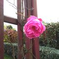 Une rose en Novembre !