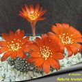 Rebutia krainziana