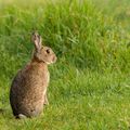 Lapins du matin.