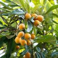 Les mercredis gourmands # fruits de saison 