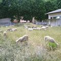 Moutons à Perpignan