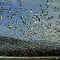 Un véritable phénomène étrange et mystérieux, digne du célèbre scénario d’horreur d’Hitchcock : « Les oiseaux ». 