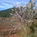 13 llunes/13 arbres - 2a lluna - Del 28 de gener al 25 de febrer - L'AMETLLER