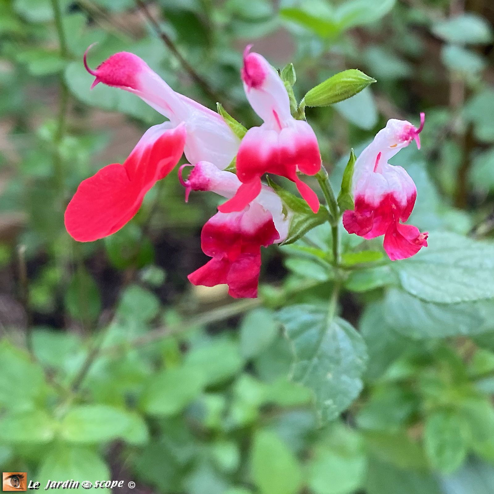 Salvia Hot Lips