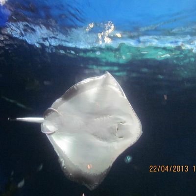 L'aquarium ve Vancouver