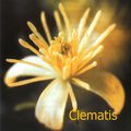 De l'agitation à la présence (enfant) / Fleurs de Bach : Clematis, Mimulus, Larch, Scleranthus - Cherry Plum