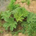 Gunnera manicata photo et culture