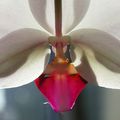 Orchidée 1