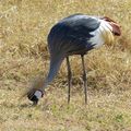 Oiseaux 6 - Afrique de l'Est