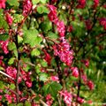 Groseiller à grappes (Ribes rubrum)