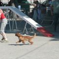 L'Agility canin de Septimanie ESC a rassemblé un nombreux public au Grand jardin