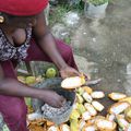 Etat actuel de la Filière cacao dans le Mbam