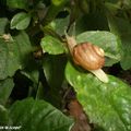 Une hélice hélas qui caracole dans mon buisson !