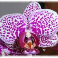 Phalaenopsis mouchetés