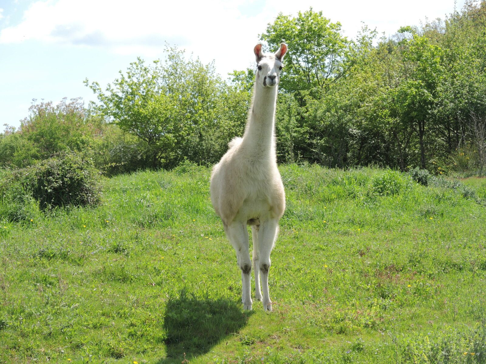 Préporché, Trucy, rencontre avec un lama... (58)