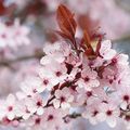 Les arbres en fleurs !