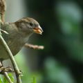 OIseau de jardin