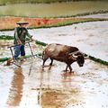 Bucolique encore mais c'est un buffle et ça se passe au Viet Nam.