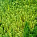 Myriophylle