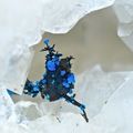 Connellite on Chalcopyrite and Arsenopyrite / Clara Mine, Germany