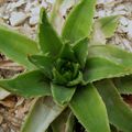 Aloe polyphylla